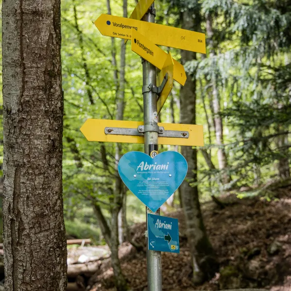 Gelbe Wanderschilder und blaues Abriani-Herzzeichen im grünen Wald